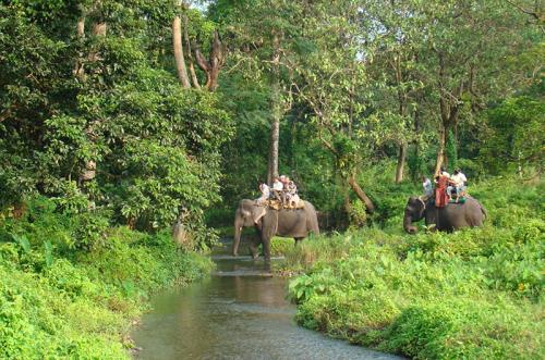 Gorumara Forest