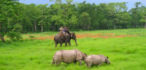 Chitwan Forest