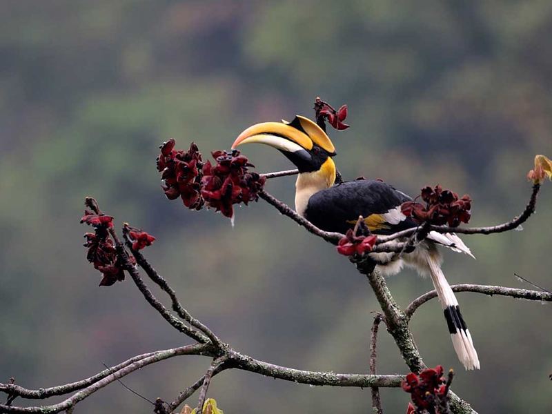 Bird Watching Tour in Bhutan
